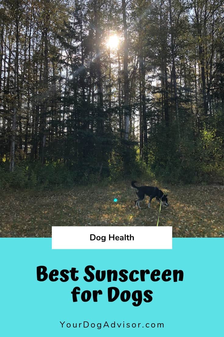 Best Sunscreen for Dogs Your Dog Advisor