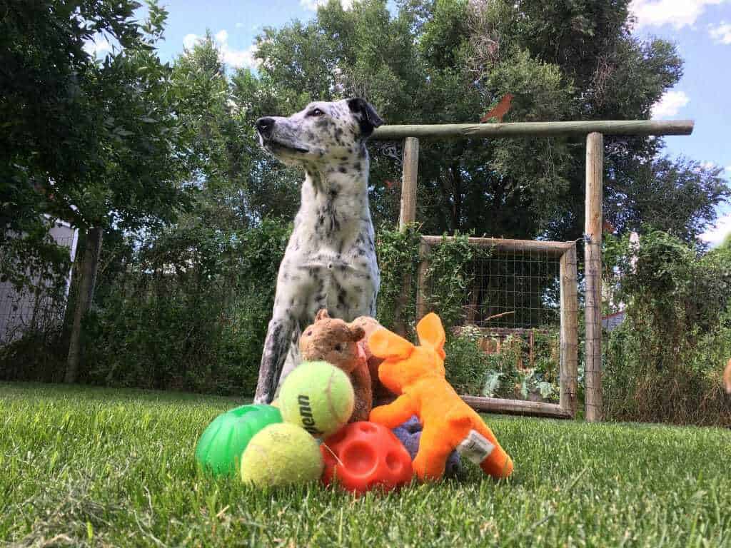 Doggy Zen: 7 Games to Teach Your Dog Impulse Control 4