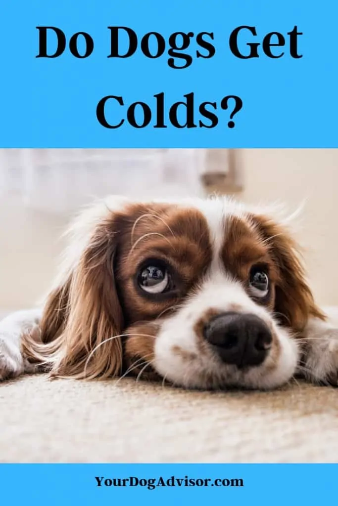 Do Dogs Get Colds? 4