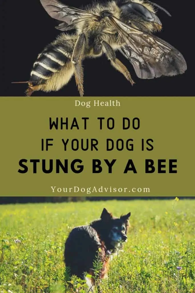 What To Do If Your Dog Is Stung By A Bee 9