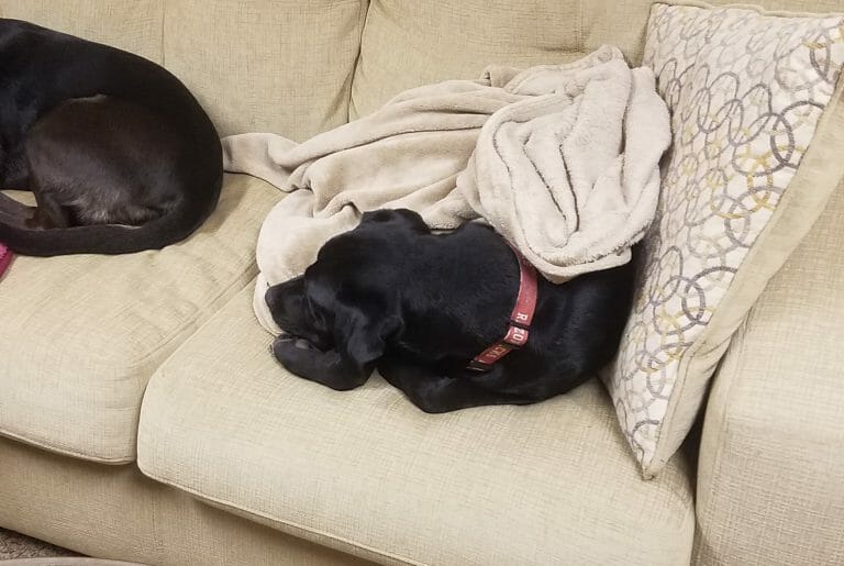 Best Dog Blanket Your Dog Advisor