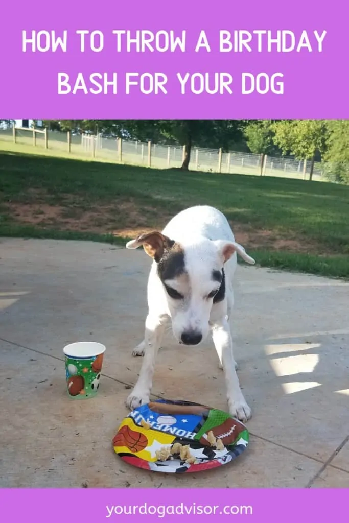 How to Throw a Birthday Bash for Your Dog 6