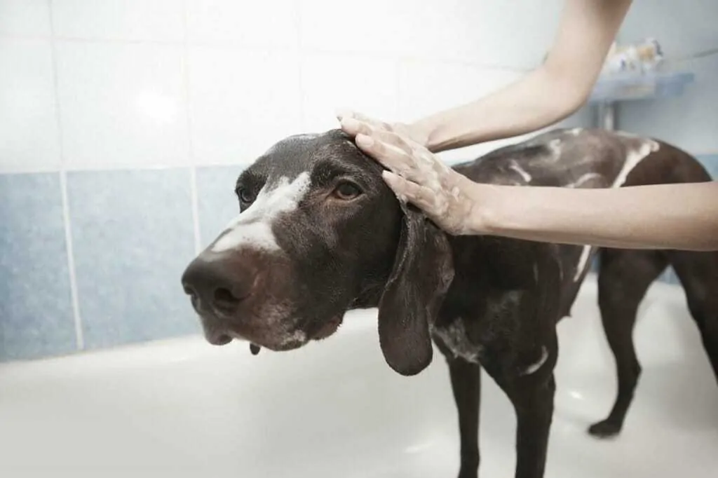 7  Common Skin Problems in Dogs and How to Manage Them 2