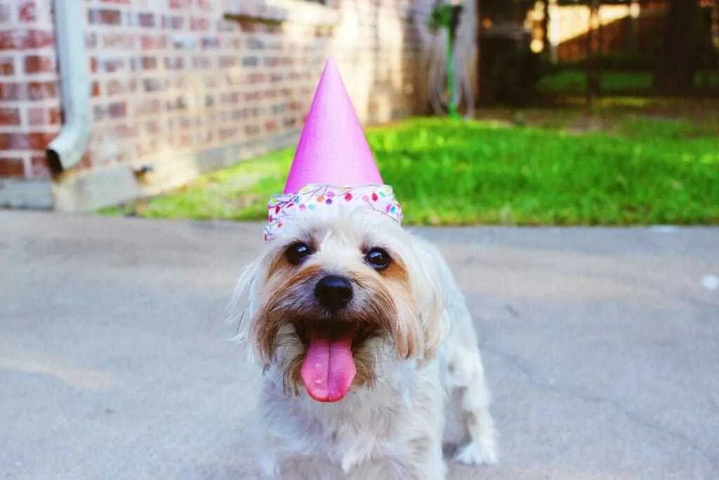 15 Fun Ways To Celebrate Your Dog’s Birthday 1