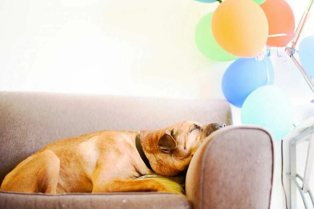 15 Fun Ways To Celebrate Your Dog’s Birthday 14