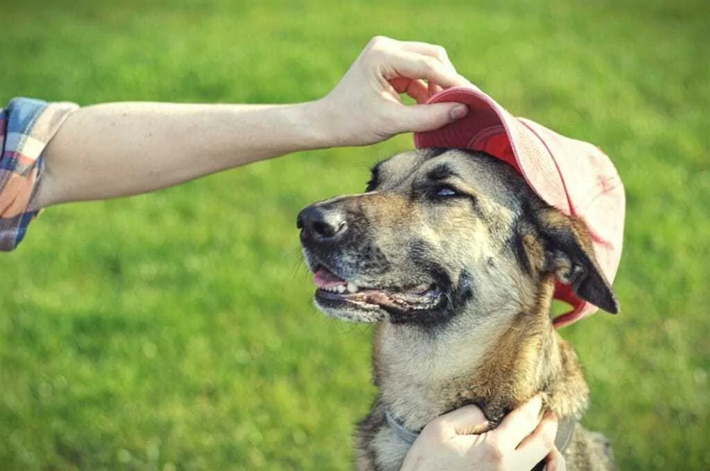 15 Fun Ways To Celebrate Your Dog’s Birthday 3