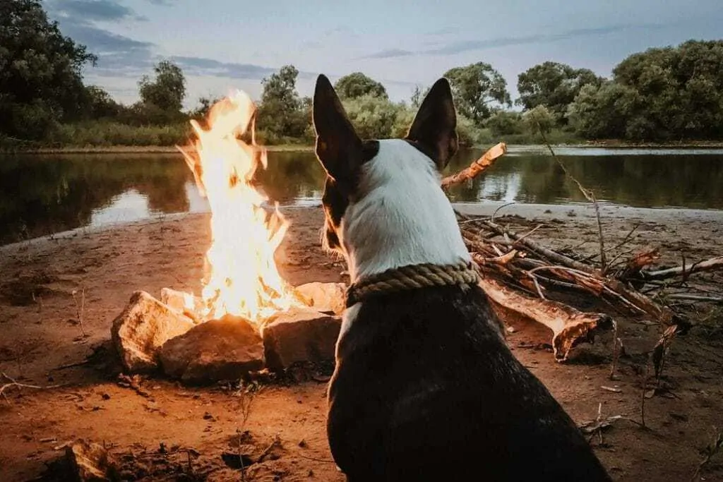 15 Fun Ways To Celebrate Your Dog’s Birthday 4