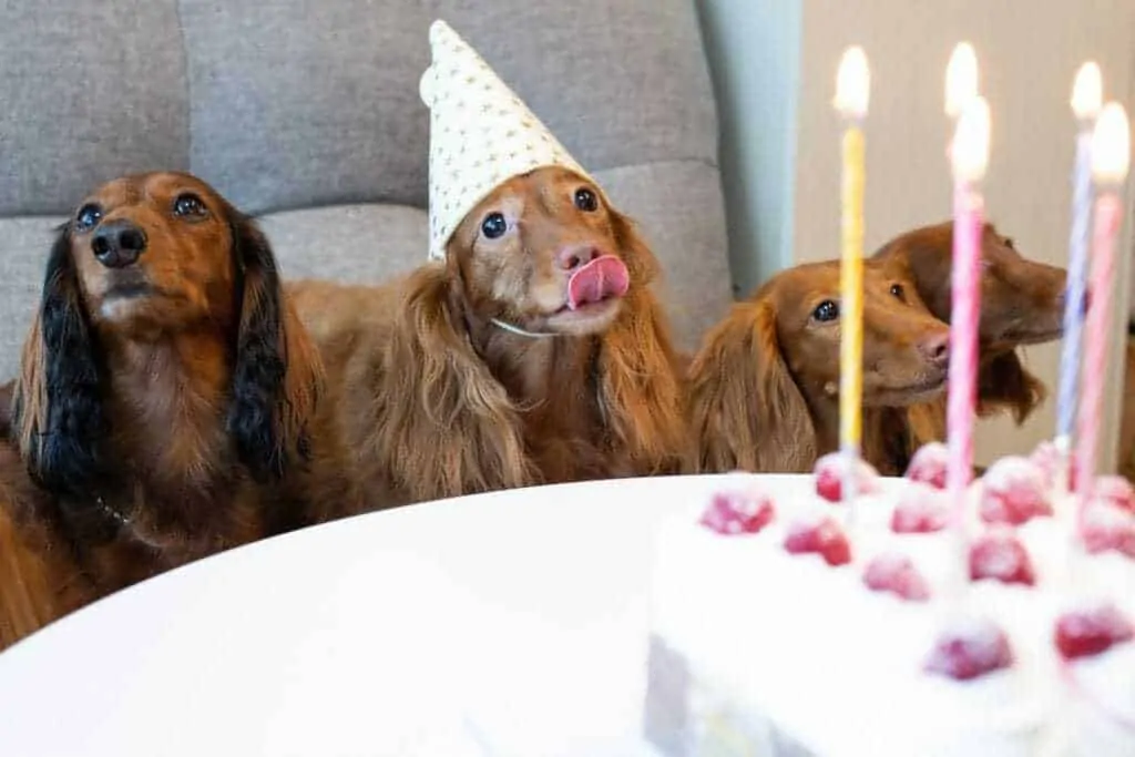 15 Fun Ways To Celebrate Your Dog’s Birthday 6