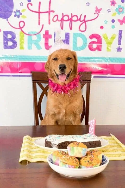 15 Fun Ways To Celebrate Your Dog’s Birthday 7