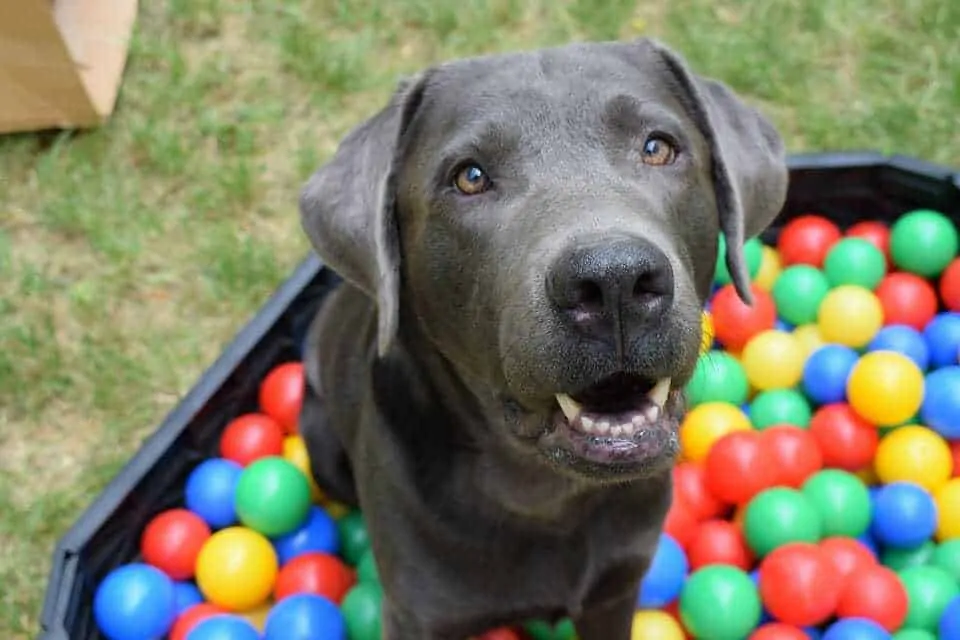 15 Fun Ways To Celebrate Your Dog’s Birthday 8