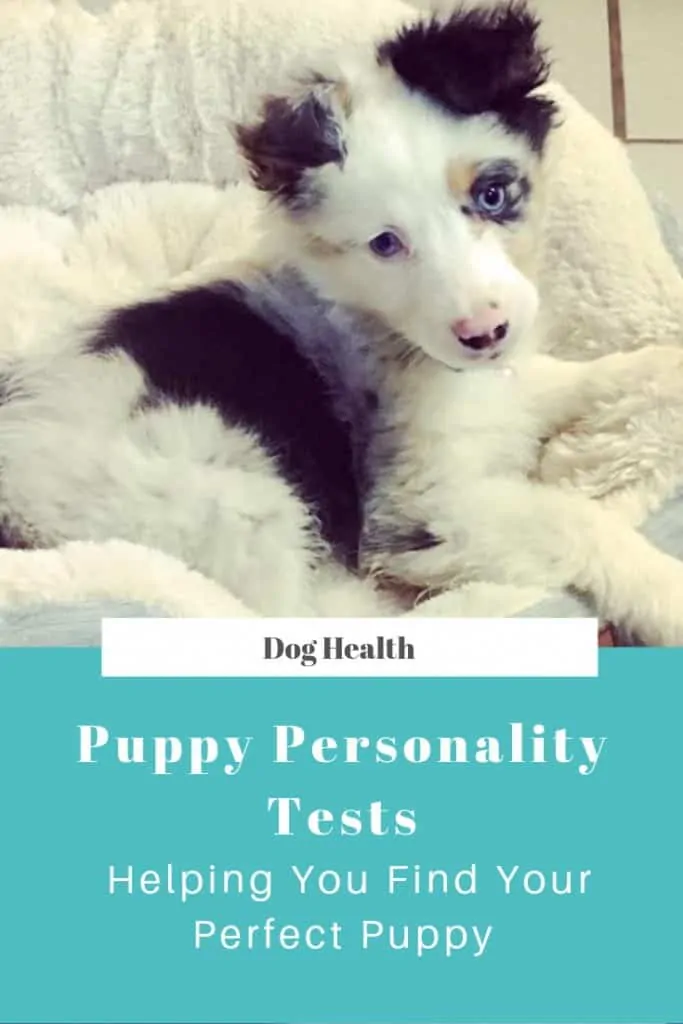 Puppy Personality Tests: Helping You Find Your Perfect Puppy 5