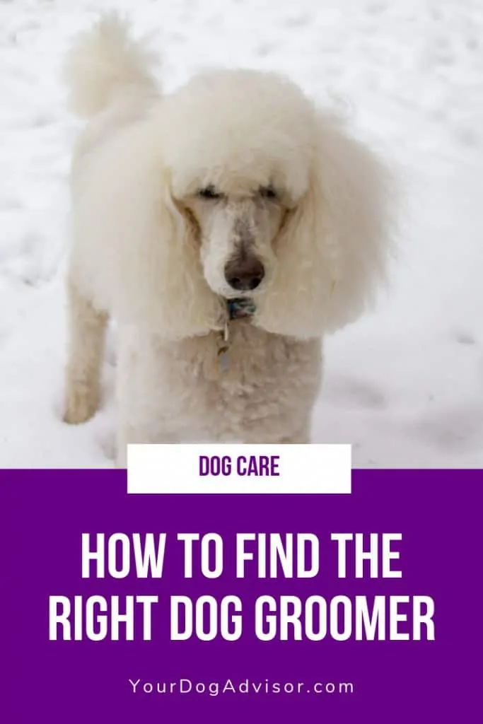 How to Find the Right Dog Groomer 5