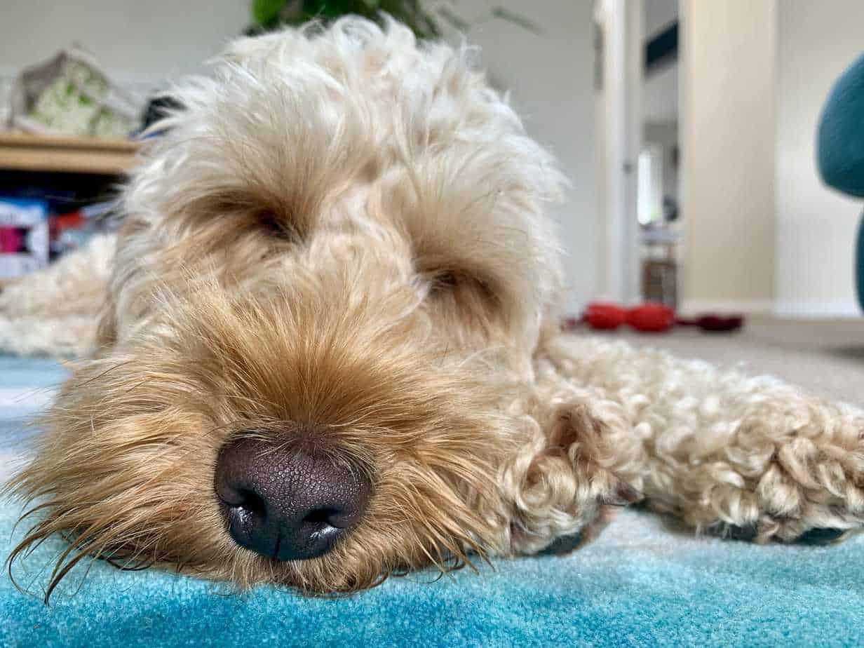 10 Ways Your Dog Shows Affection Your Dog Advisor