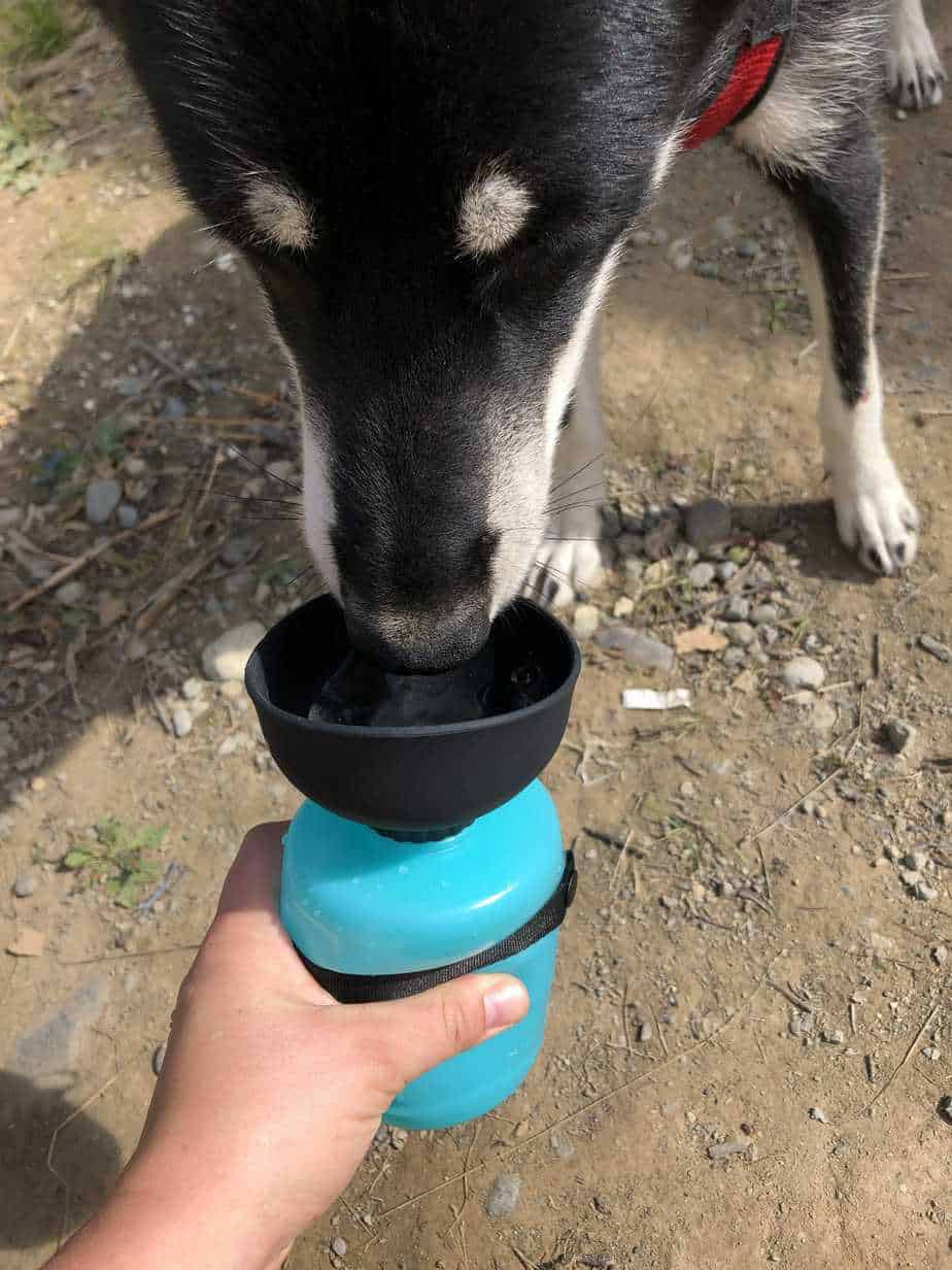 The Best Dog Water Bottle Your Dog Advisor