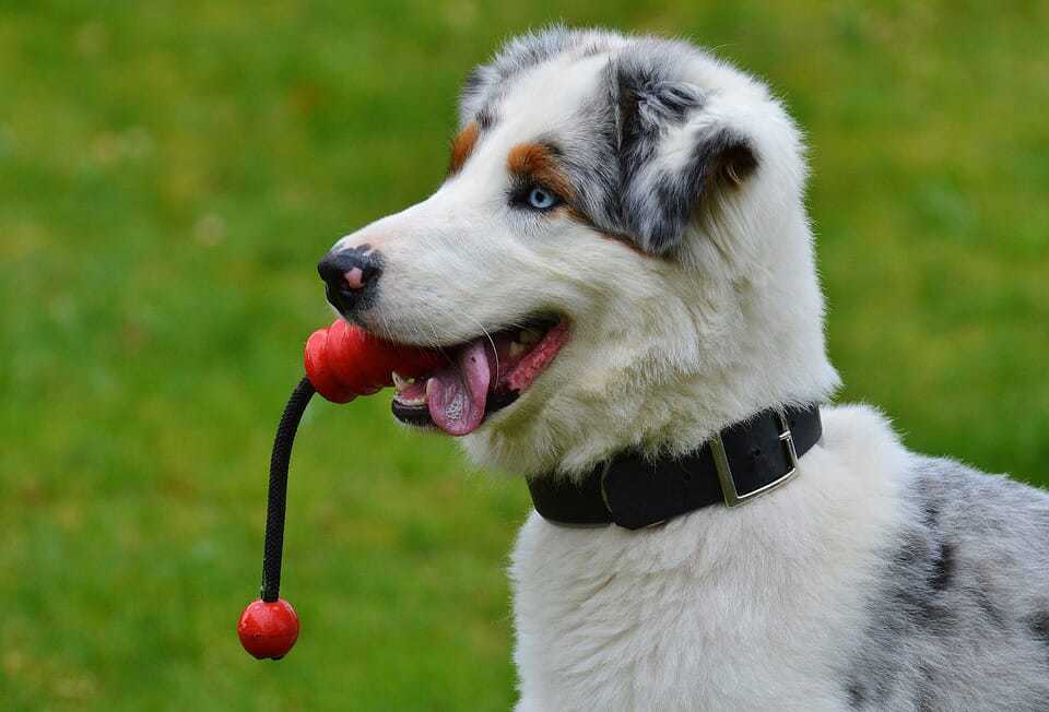 Doggy Zen: 7 Games to Teach Your Dog Impulse Control 5