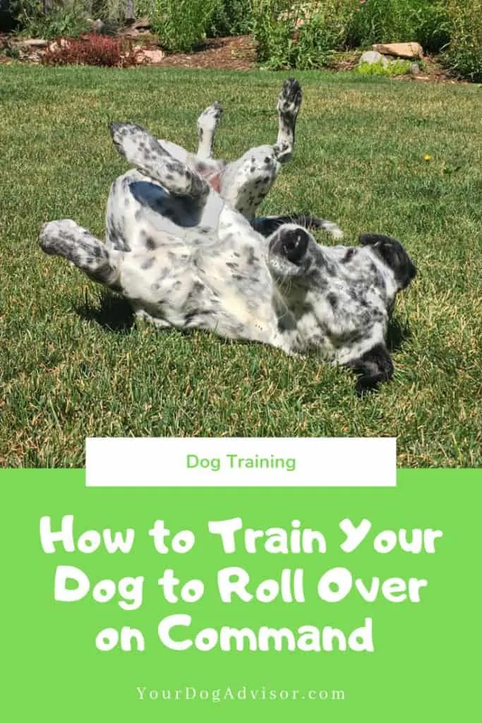 How to Train Your Dog to Roll Over on Command 11