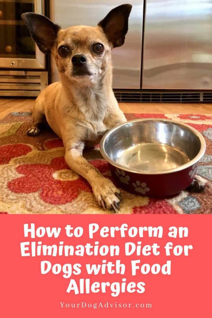 How to Perform an Elimination Diet for Dogs with Food Allergies Your