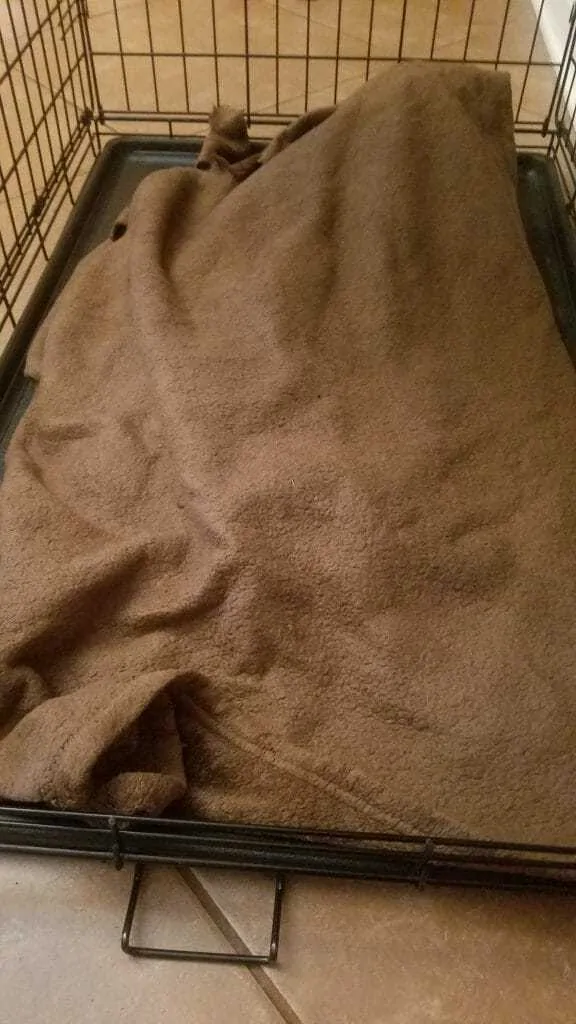 Best Dog Blanket 3