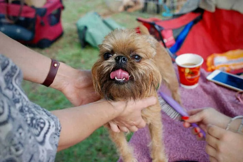 How to Find the Right Dog Groomer 3