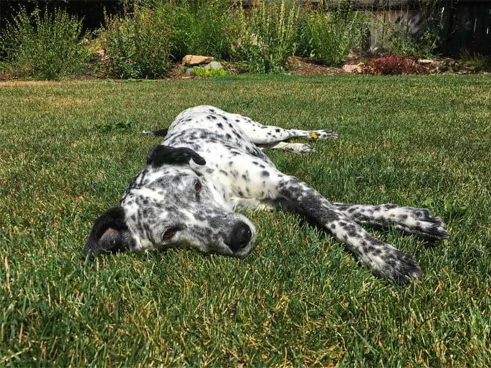 How to Train Your Dog to Roll Over on Command 6