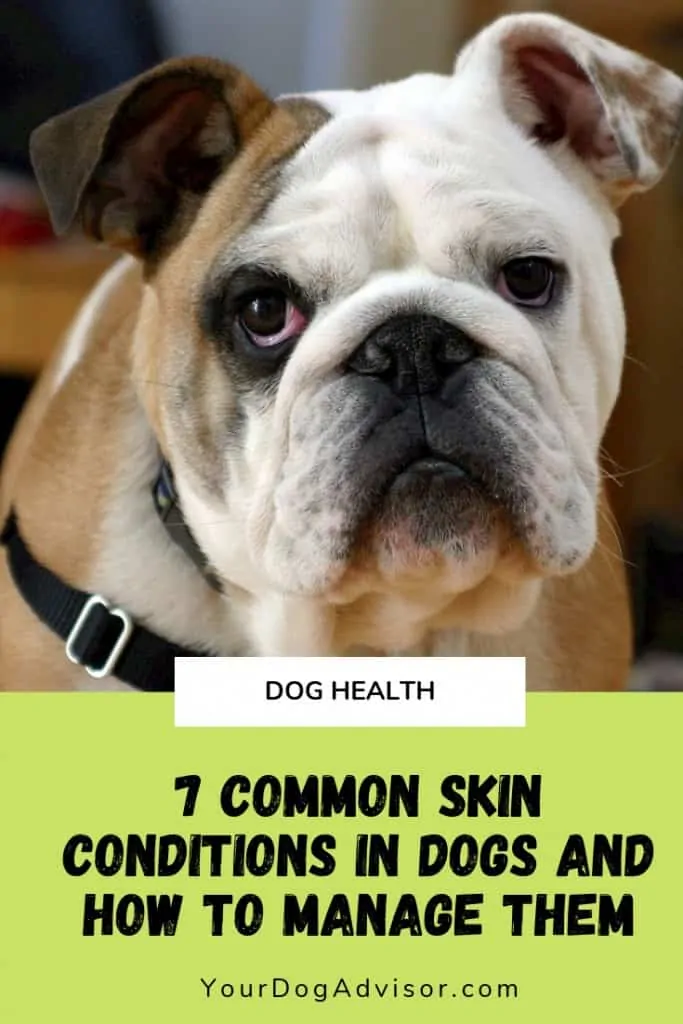 7  Common Skin Problems in Dogs and How to Manage Them 11