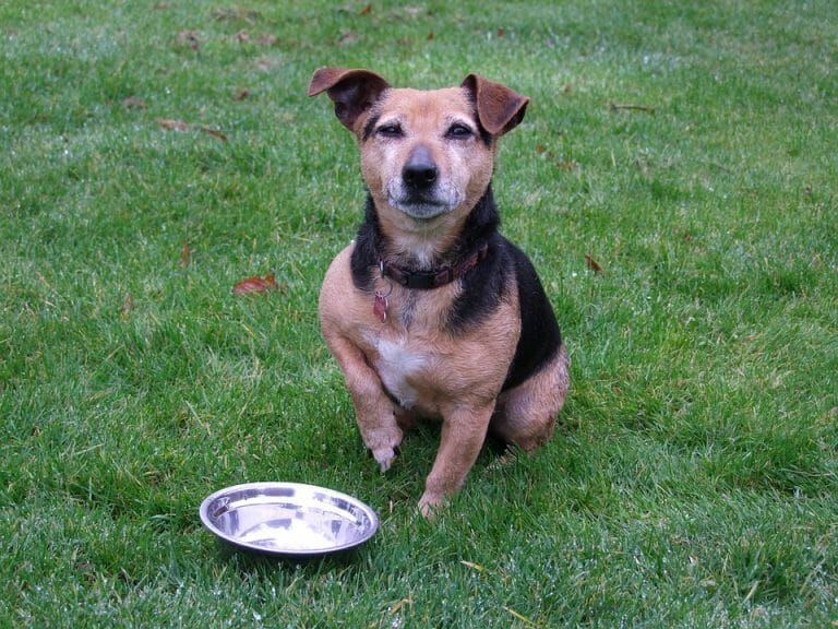 How to Perform an Elimination Diet for Dogs with Food Allergies Your