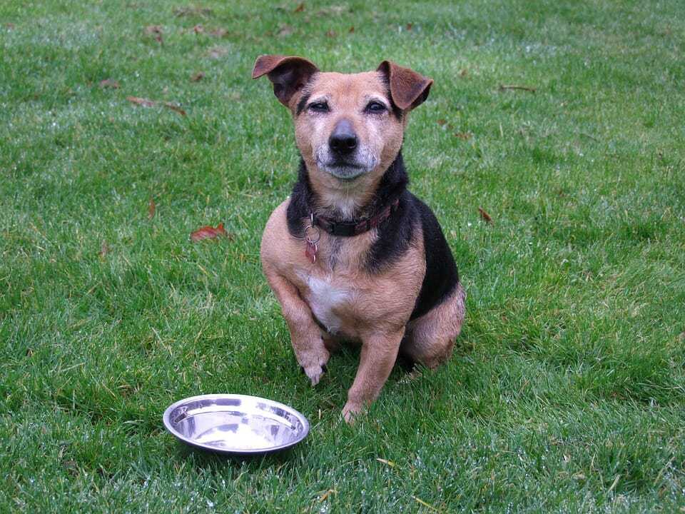 How to Perform an Elimination Diet for Dogs with Food Allergies 4 How to Perform an Elimination Diet for Dogs with Food Allergies 4
