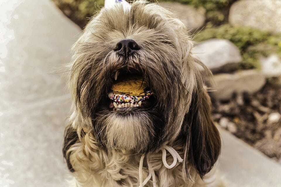 How to Perform an Elimination Diet for Dogs with Food Allergies 6 How to Perform an Elimination Diet for Dogs with Food Allergies 6