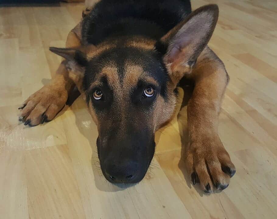 Doggy Zen: 7 Games to Teach Your Dog Impulse Control 7