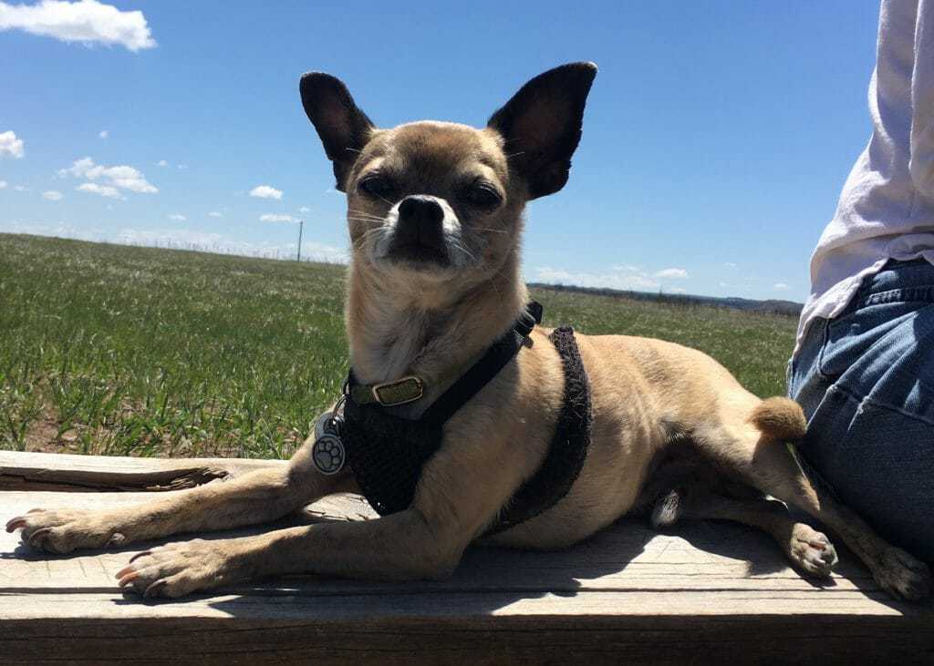 dog elimination diet