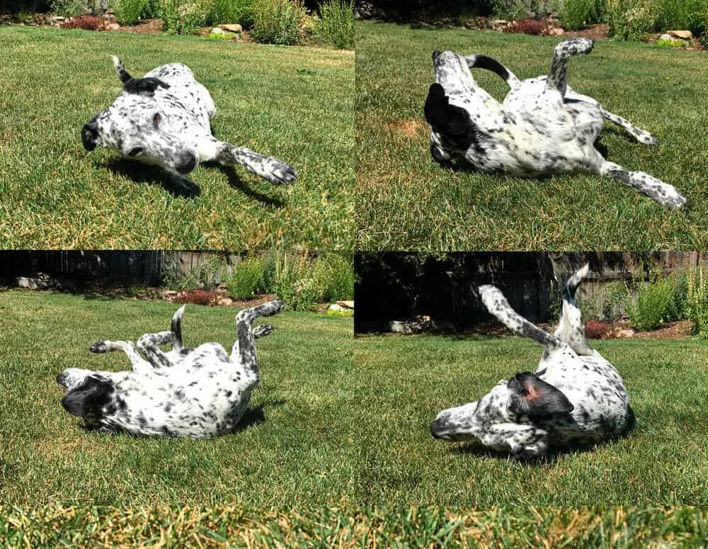 How to Train Your Dog to Roll Over on Command 7