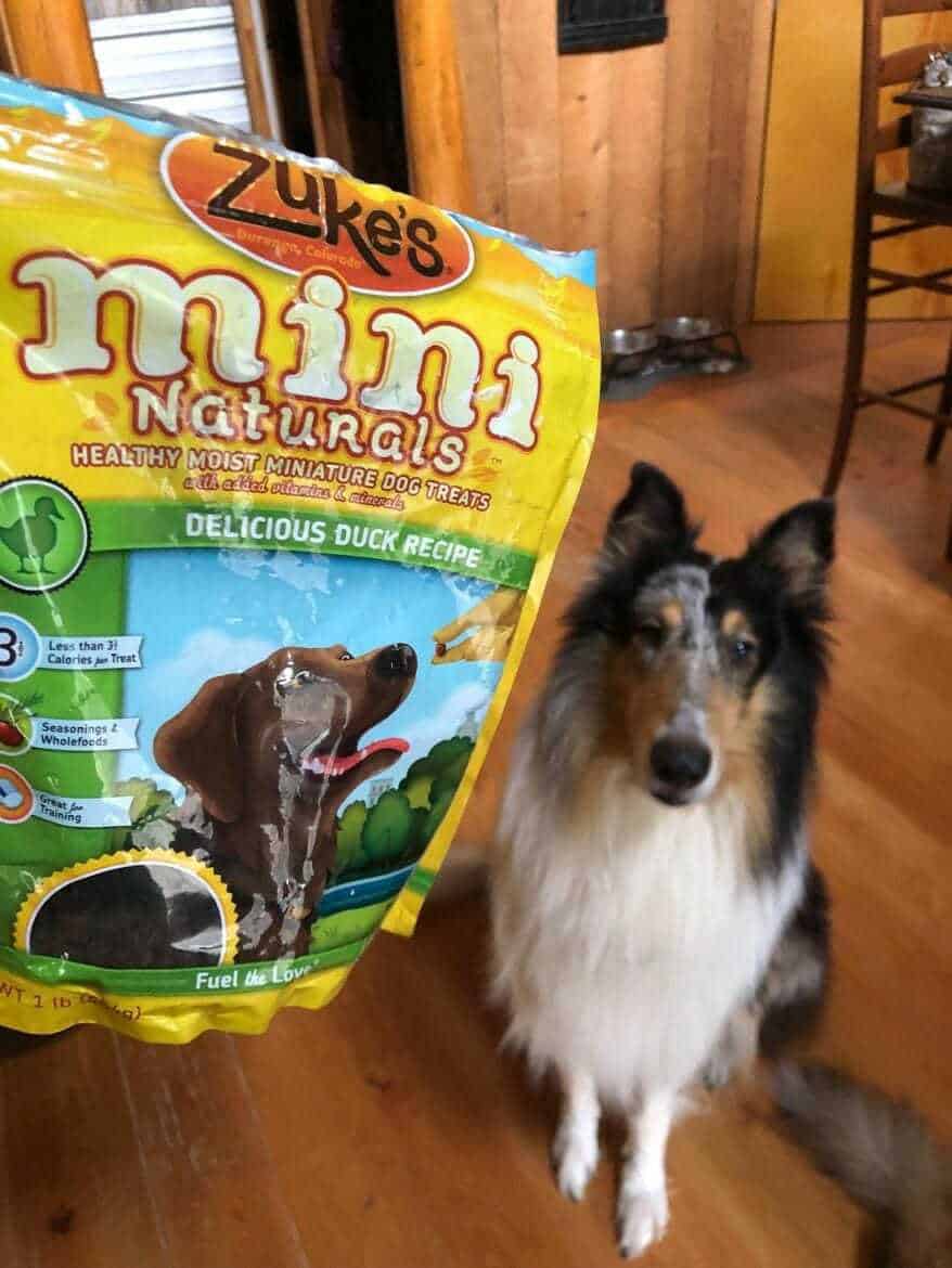 The Ultimate Rough Collie Breed Information Guide Your Dog Advisor