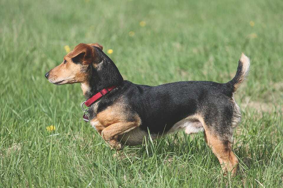 Doggy Zen: 7 Games to Teach Your Dog Impulse Control 9