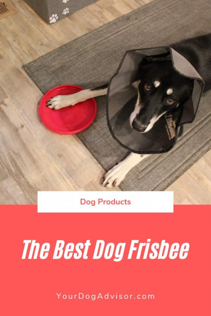 The Best Dog Frisbee Your Dog Advisor