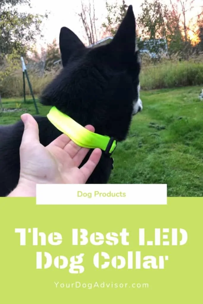 The Best LED Dog Collar  5