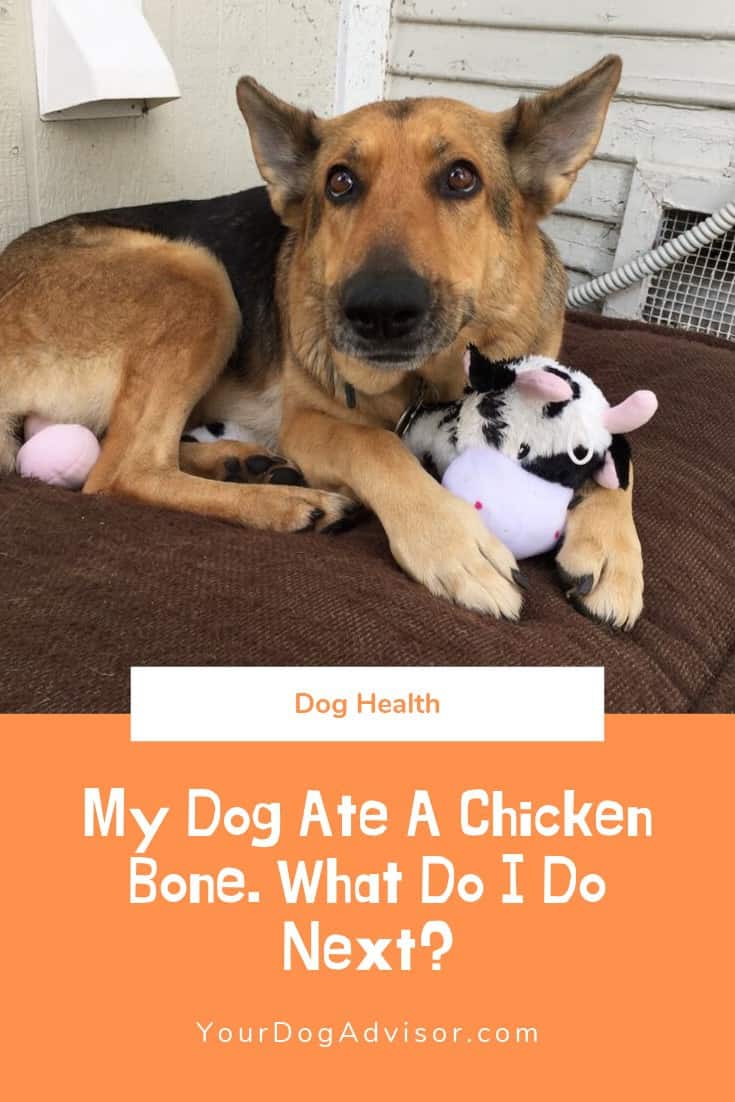 My Dog Ate a Chicken Bone. What Do I Do Next? | Your Dog Advisor