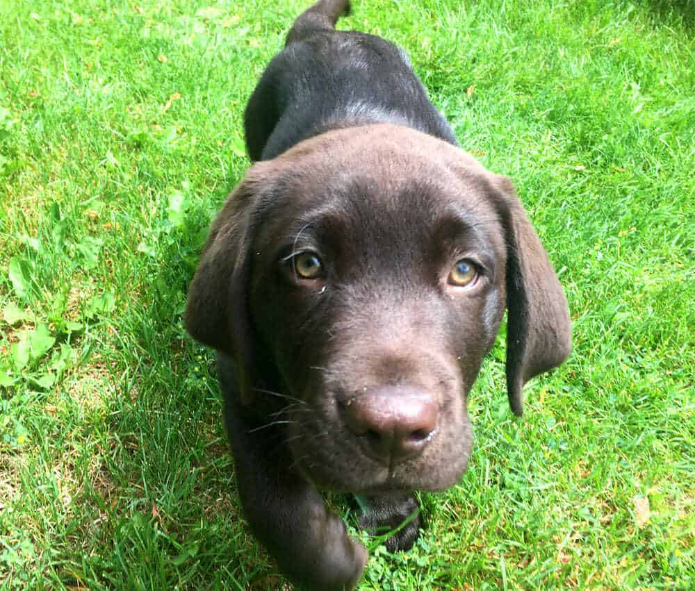10 Essential Things to Do With Your New Puppy in the First 10 Days 1