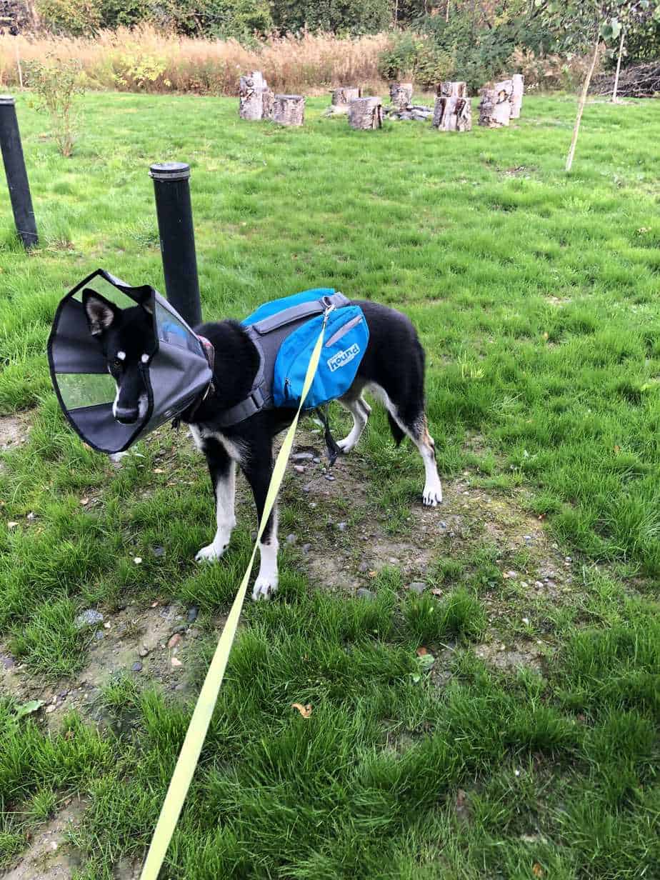 The Best Dog Saddle Bag Your Dog Advisor