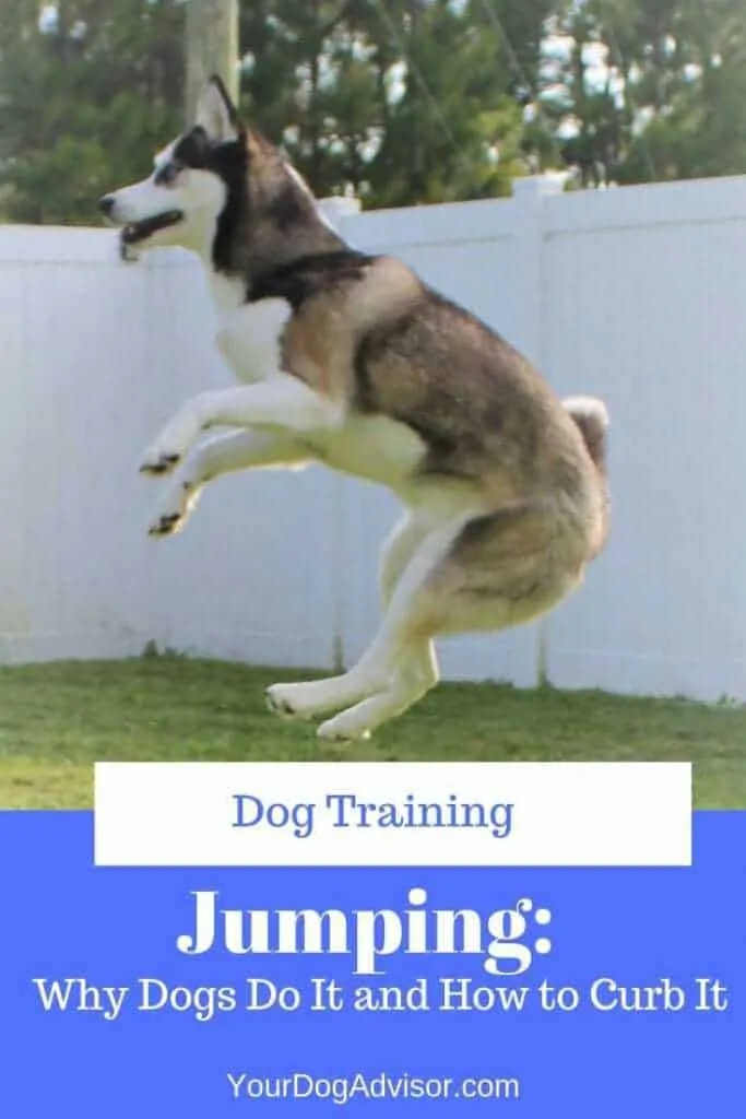 How to Stop Dogs From Jumping 9