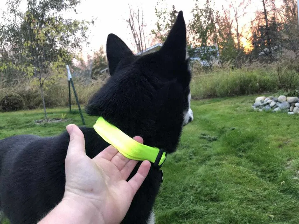 The Best LED Dog Collar  2