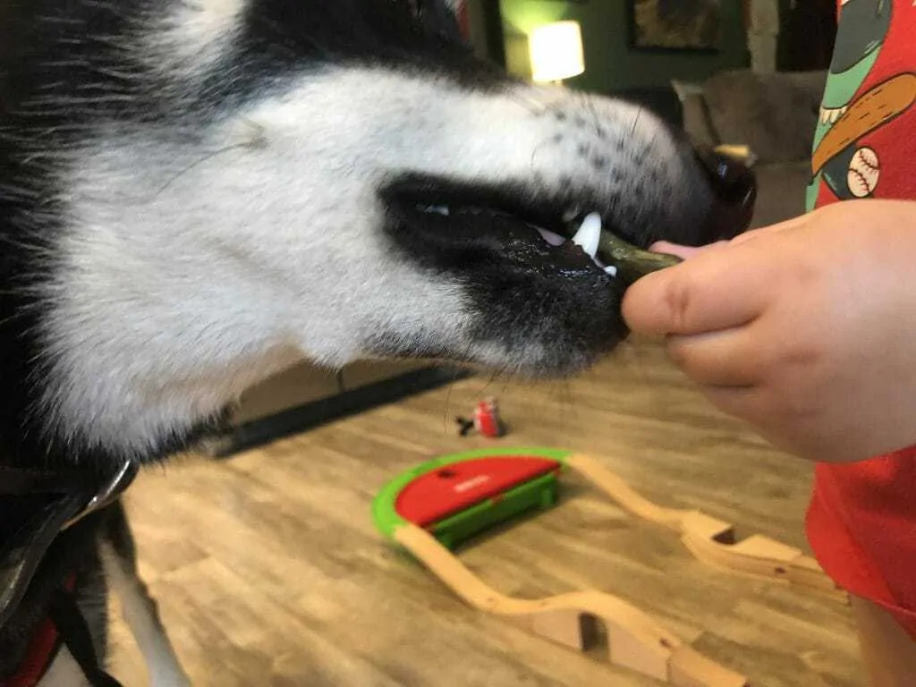 Dentastix Vs. Greenies: Which Clean Your Dog’s Teeth Better?  3