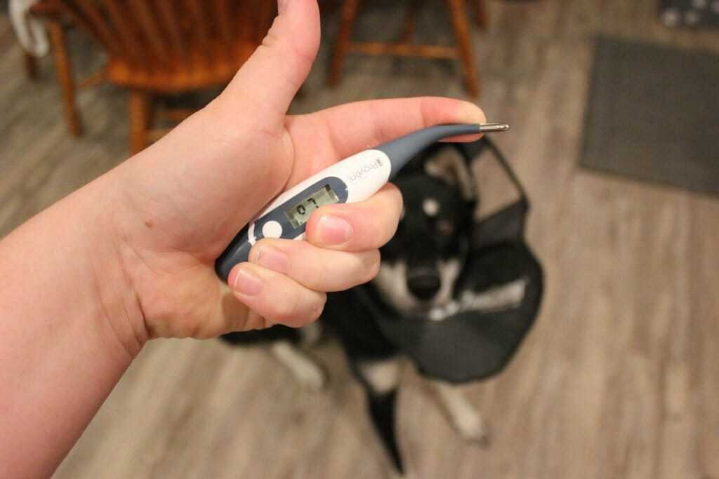 The Best Dog Thermometer Your Dog Advisor