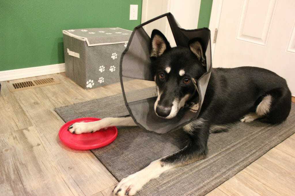 dog friendly frisbee