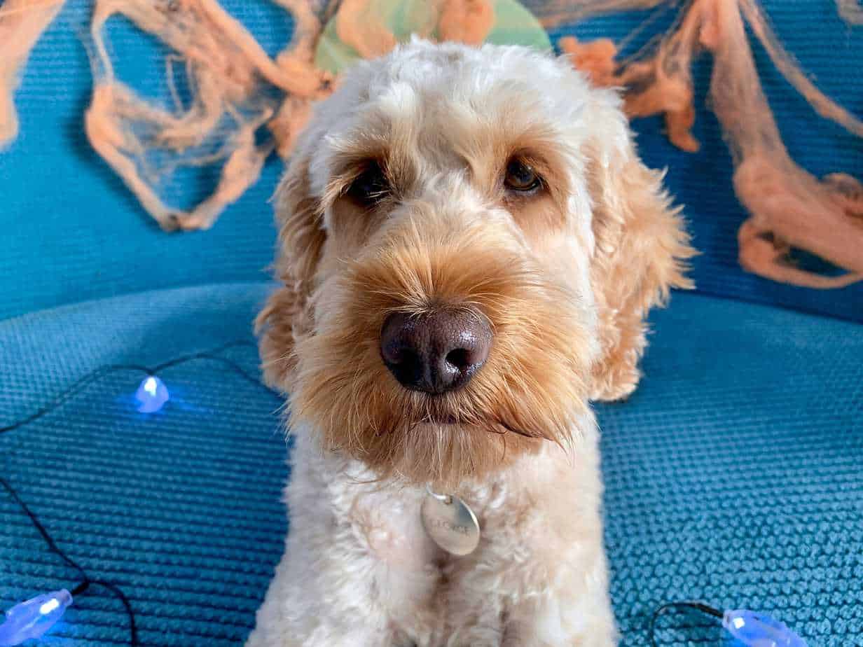 7 Ways to Celebrate Halloween with Your Dog | Your Dog Advisor