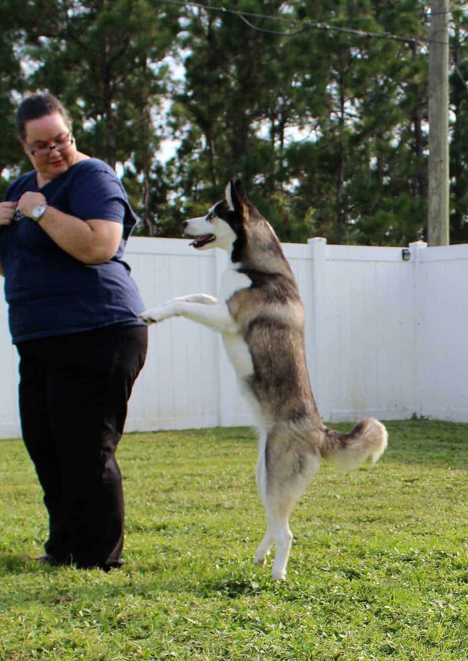 How to Stop Dogs From Jumping Your Dog Advisor