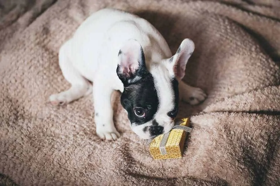 10 Essential Things to Do With Your New Puppy in the First 10 Days 8