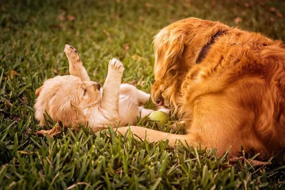 10 Essential Things to Do With Your New Puppy in the First 10 Days 9