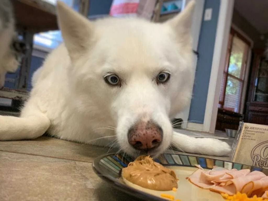 Can My Dog Eat This? 10 Common Foods Your Dog Shouldn't Eat 8