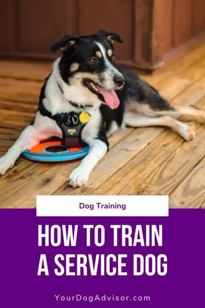 how to make my dog a service dog for free