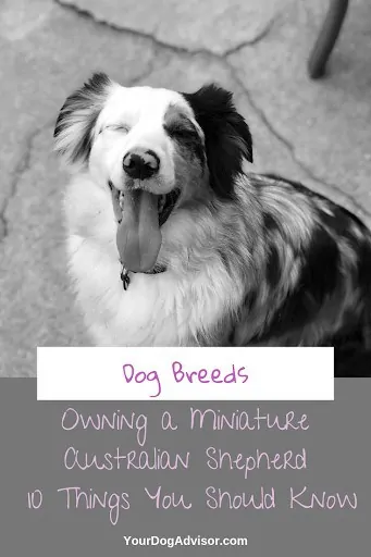 Miniature Australian Shepherd: 10 Things You Should Know 5